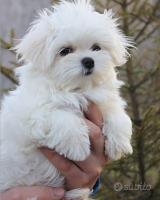 Cucciolo di maltese maschio taglia toy