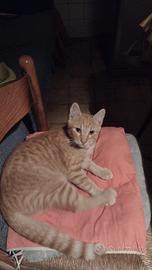 Gattino bianco e rosso