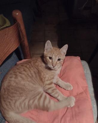 Gattino bianco e rosso