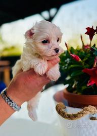 Bichon Frise