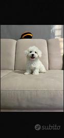Cucciolo Maltese 3 Mesi - Roma