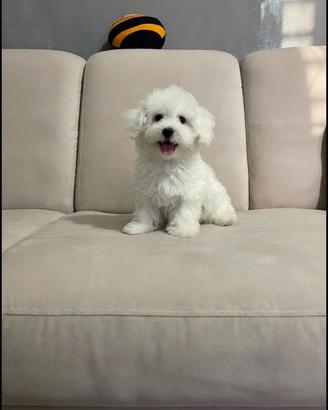 Cucciolo Maltese 3 Mesi - Roma