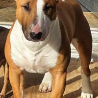 Miniature Bull Terrier da monta