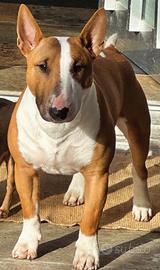 Miniature Bull Terrier da monta