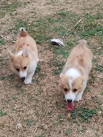 Welsh Corgi Pembroke cucciolo