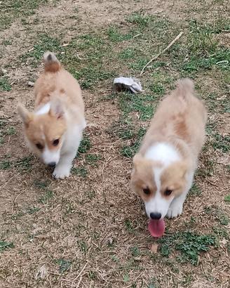 Welsh Corgi Pembroke cucciolo