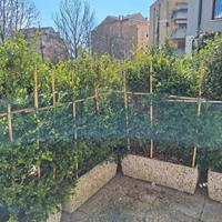 Siepe di bosso alta 2 metri in vasi – già pronta, 