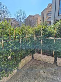 Siepe di bosso alta 2 metri in vasi – già pronta, 