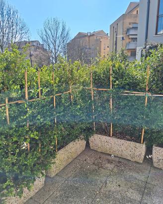 Siepe di bosso alta 2 metri in vasi – già pronta, 