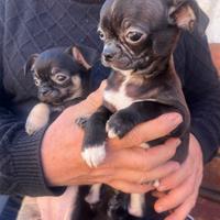 Chihuahua