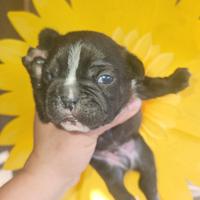 Bulldog francese nero