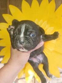 Bulldog francese nero