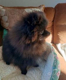 Cuccioli spitz pomerania maschi colore nero