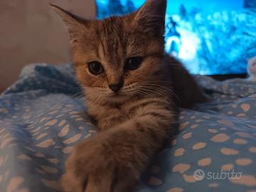 Cuccioli British Shorthair tabby tigrati