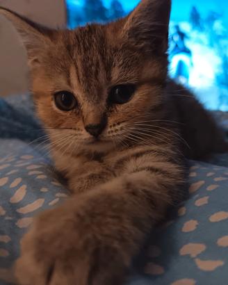 Cuccioli British Shorthair tabby tigrati