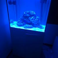 acquario  marino 200 litri con pesci e accessori