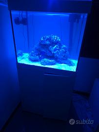 acquario  marino 200 litri con pesci e accessori