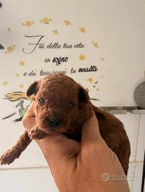 Barboncino Toy Toy