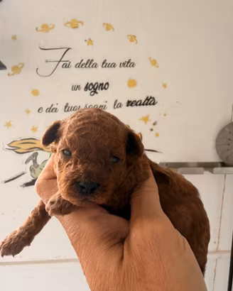 Barboncino Toy Toy