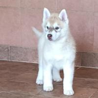 2 maschi siberian husky con pedigree