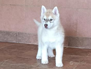 2 maschi siberian husky con pedigree