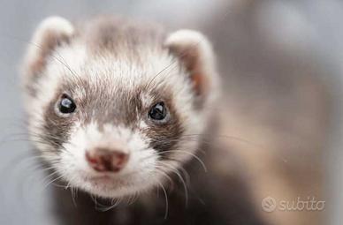 Furetti di 3 mesi allevati a mano