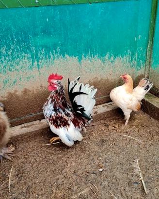 Serama