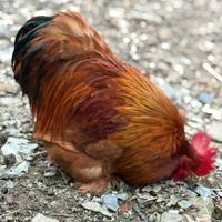 Galletto fulvo di coccincina nana