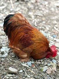 Galletto fulvo di coccincina nana