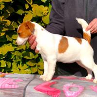 Cucciola jack russell pelo liscio