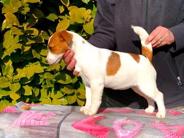 Cucciola jack russell pelo liscio