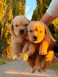 Golden Retriver