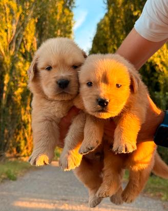 Golden Retriver