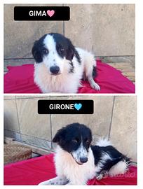 Girone e gima, 7 mesi