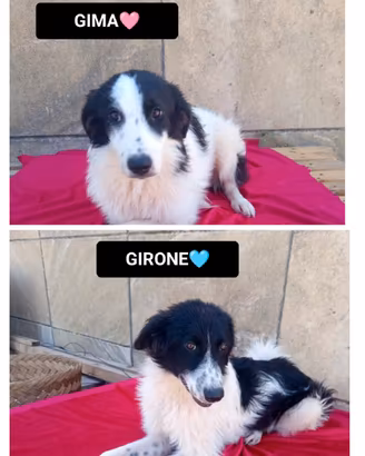 Girone e gima, 7 mesi