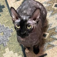 Gatto adulto pura razza canadian sphynx