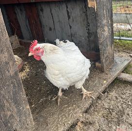 Galline ovaiole bianche