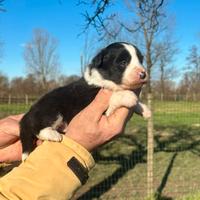 Cuccioli di border collie