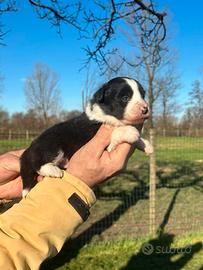 Cuccioli di border collie