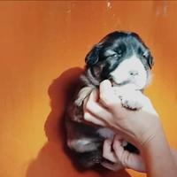 Cucciola mix volpino piccolissima