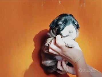 Cucciola mix volpino piccolissima