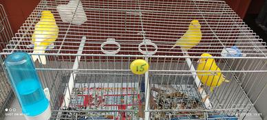 Coppia canarini color giallo