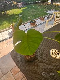 philodendron birkin Buy Philodendron Birkin