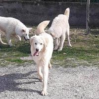 Golden retriver mix in adozione