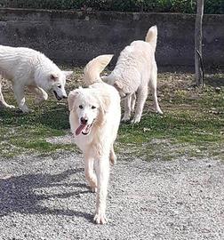 Golden retriver mix in adozione