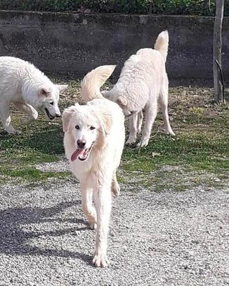 Golden retriver mix in adozione