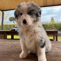 Border collie blue merle