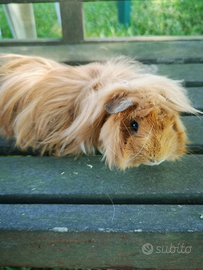 Cavie peruviane /porcellini dindia