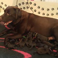 Labrador Retriever cioccolato con Pedigree