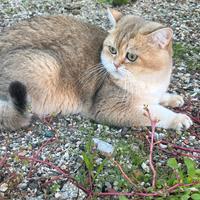 Gatto British Shorthair per monta